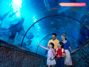 Paket Tour Seaworld