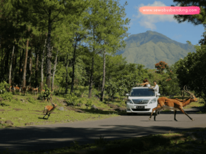 Paket Wisata Taman Safari