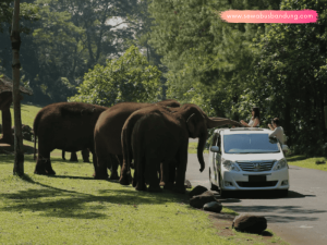 Paket Wisata Taman Safari Dari Bandung