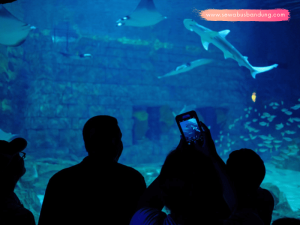 Paket Wisata Seaworld Ancol